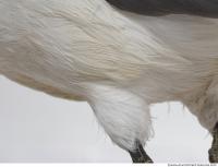 animal skin feathers seagull 0009